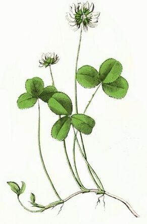 dobilas